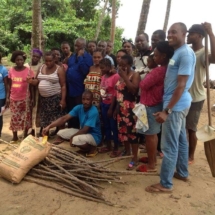 Agriculture durable Approvisionnement en semence de manioc